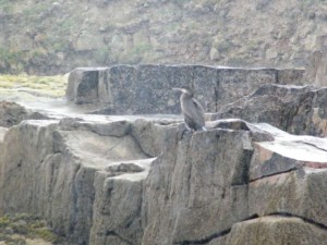 InishmurrayIsland02-1000