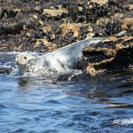 inishmurrayseal01-1000