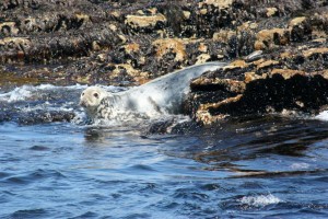 inishmurrayseal01-1000