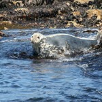 inishmurrayseal02-1000