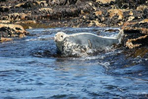 inishmurrayseal02-1000