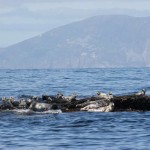 inishmurrayseal04-1000