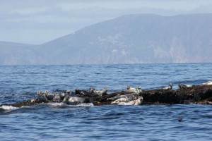 inishmurrayseal04-1000