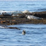 inishmurrayseal05-1000