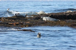 inishmurrayseal05-1000