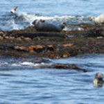 inishmurrayseal06-1000