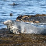 inishmurrayseal08-1000