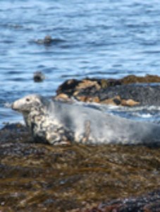 inishmurrayseal08-1000