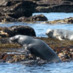 inishmurrayseal09-1000