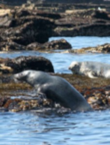 inishmurrayseal09-1000