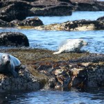 inishmurrayseal10-1000