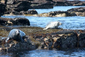 inishmurrayseal10-1000