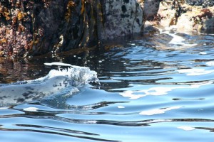 inishmurrayseal11-1000