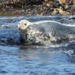 inishmurrayseal12-1000