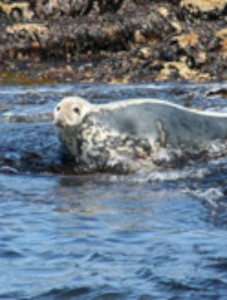 inishmurrayseal12-1000